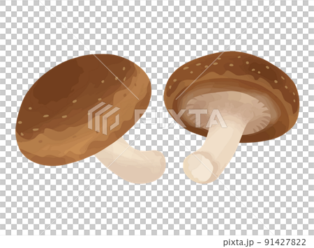 椎茸 【※ベクターデータについてコメント欄をご確認ください】 椎茸 【※ベクターデータについてコメント欄をご確認ください】 91427822