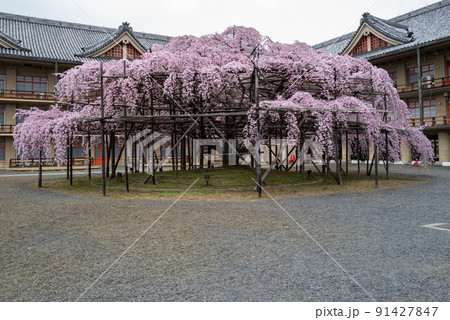 天理教会本部大枝垂れ桜 天理教会本部大枝垂れ桜 91427847