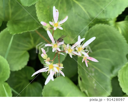 ピンクのダイモンシソウ 91428097