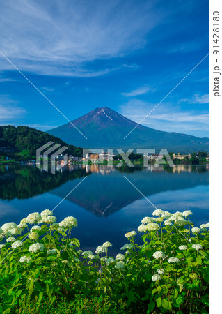 河口湖からの紫陽花と富士山 河口湖からの紫陽花と富士山 91428180