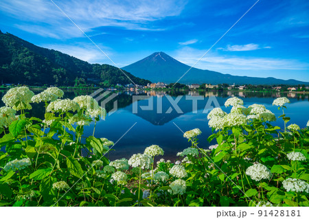白紫陽花と富士山 白紫陽花と富士山 91428181