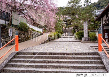 長谷寺 桜のとき 長谷寺 桜のとき 91428246