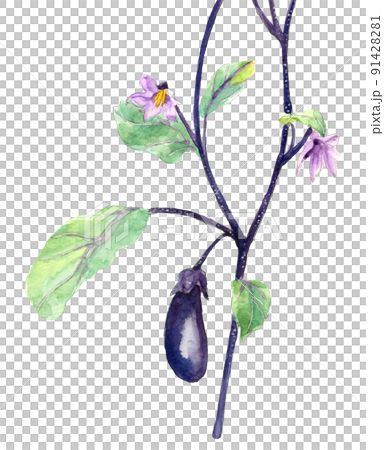 ナスの花と実  【手描き水彩画】素材 白バック 透過背景 91428281