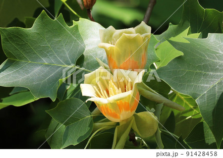 ユリノキの花 ユリノキの花 91428458