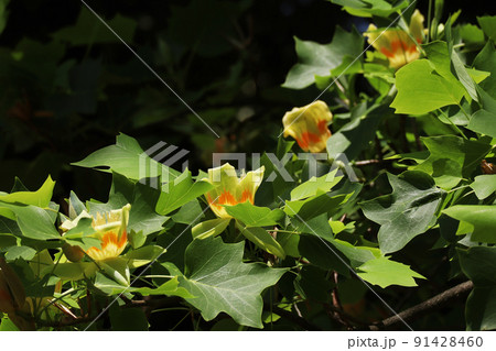 ユリノキの花 ユリノキの花 91428460