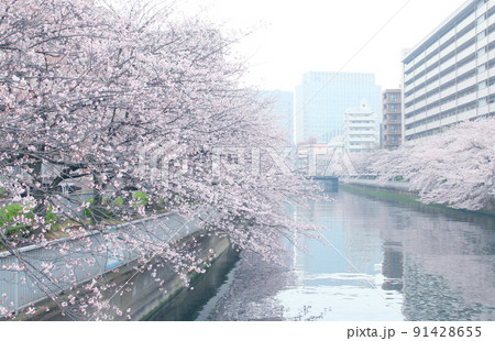 門前仲町の春の桜の風景 門前仲町の春の桜の風景 91428655