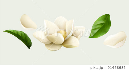 White jasmine flower drawings 91428685