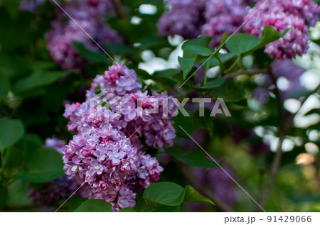 Close up of violet lilac branch in bloom 91429066