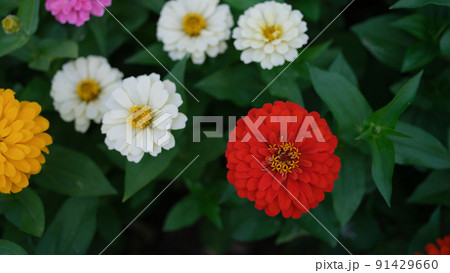 Red white yellow flowers on green garden bed in summer 91429660