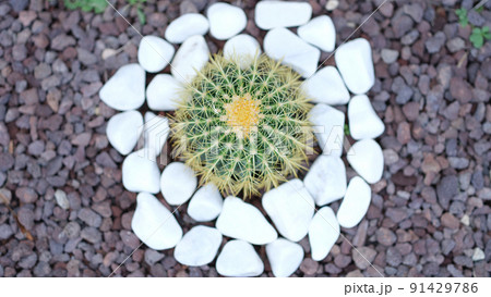 Small beautiful green cactus around white stones 91429786