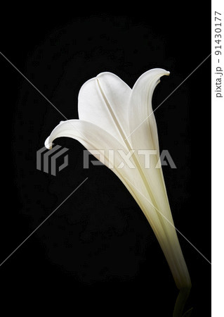 白いユリの花 黒背景 白いユリの花 黒背景 91430177