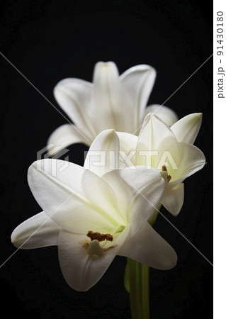 白いユリの花 黒背景 白いユリの花 黒背景 91430180