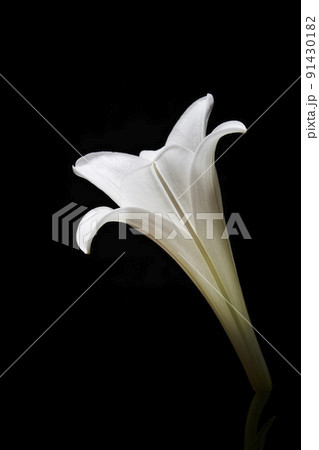 白いユリの花 黒背景 白いユリの花 黒背景 91430182