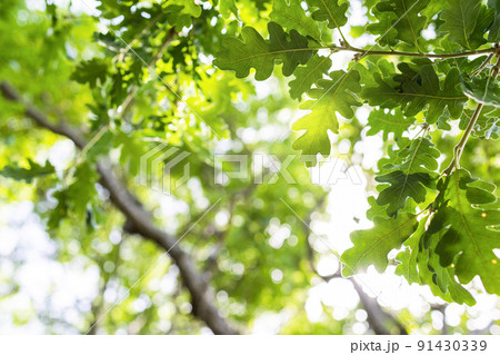 sun rays with radiant bokeh shines through forest trees sun rays with radiant bokeh shines through forest trees 91430339