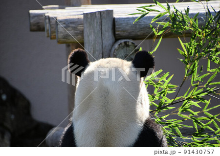 後ろを向いたパンダ 91430757
