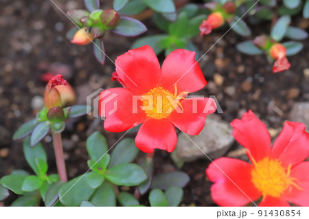 赤いポーチュラカの花 91430854