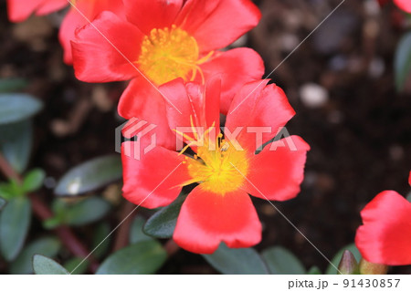 赤いポーチュラカの花 赤いポーチュラカの花 91430857