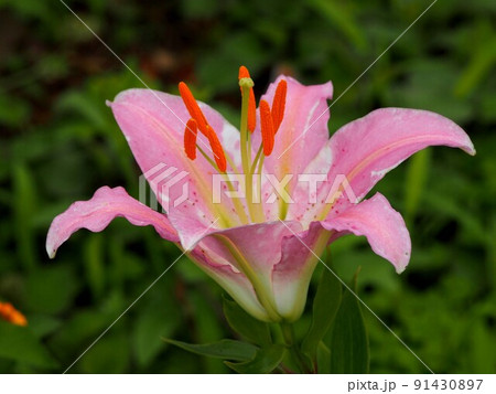 ピンクのカノコユリの花のクローズアップ(桃色の鹿の子百合) ピンクのカノコユリの花のクローズアップ(桃色の鹿の子百合) 91430897