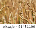 View of a cereal field with detail of wheat or rye ears and blurred background 91431100