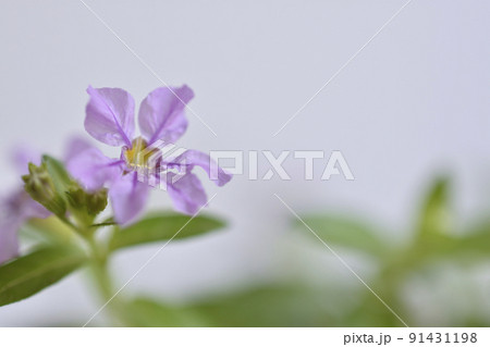 クフェア クフェア 91431198