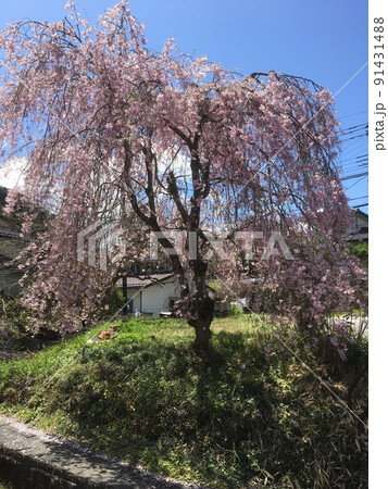 春らんまんの新藤原駅近くの川べりにひとり咲く枝垂れ桜 春らんまんの新藤原駅近くの川べりにひとり咲く枝垂れ桜 91431488