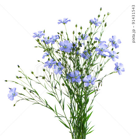 Flax flowers isolated on white background. Bouquet of blue common flax, linseed or linum usitatissimum. 91431543