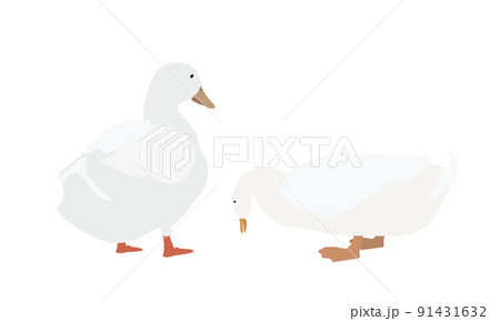 お辞儀するアヒル お辞儀するアヒル 91431632