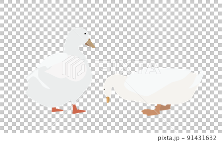 お辞儀するアヒル お辞儀するアヒル 91431632