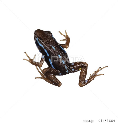 epipedobates Anthonyi buena espiranza Frog on white background epipedobates Anthonyi buena espiranza Frog on white background 91431664