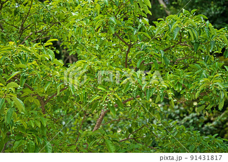 緑色のヒトツバタゴの実（夏、八月） 91431817