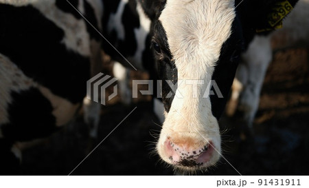 Set of young bulls. Black and white cows on the pasture. Herd of ox at summer green field. There are many animals grazing in clearing. Farm ownership. Cattle. Close up 91431911