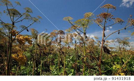 Toxic perennial herb in meadow. Hogweed is poisonous, actively spreading plant on ground. Umbellate weed plant cow parsnip flowering on a field summer day. Ripening of seeds dangerous giant hogweed. 91431918