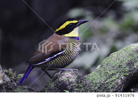インドネシア・ジャワ島の国立公園のジャングルに住む黄色と黒のしま模様の美しいキマユシマヤイロチョウ インドネシア・ジャワ島の国立公園のジャングルに住む黄色と黒のしま模様の美しいキマユシマヤイロチョウ 91431976