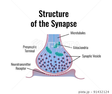 Synapse Structure Neurology Composition 91432124