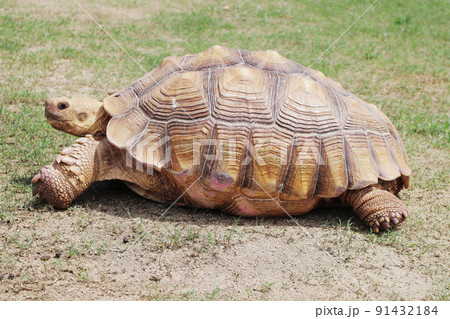 ケヅメリクガメ 91432184