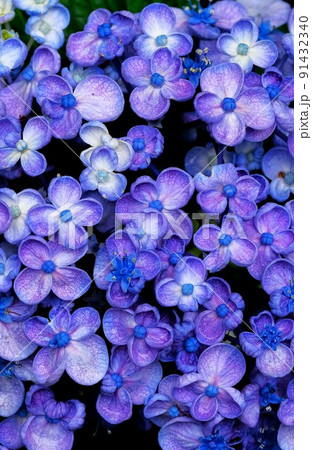 あじさい　伊勢　神宮徴古館 91432340