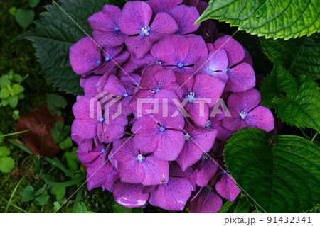 あじさい　伊勢　神宮徴古館 91432341