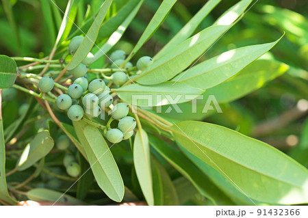 白い粉に包まれた緑色のヒメユズリハの実(夏、八月) 白い粉に包まれた緑色のヒメユズリハの実(夏、八月) 91432366