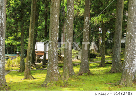金剛證寺の満開の睡蓮 91432488