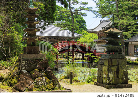 金剛證寺の満開の睡蓮 91432489