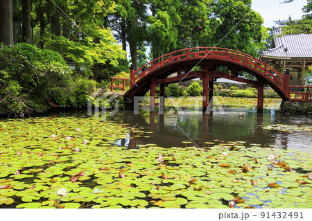 金剛證寺の満開の睡蓮 金剛證寺の満開の睡蓮 91432491
