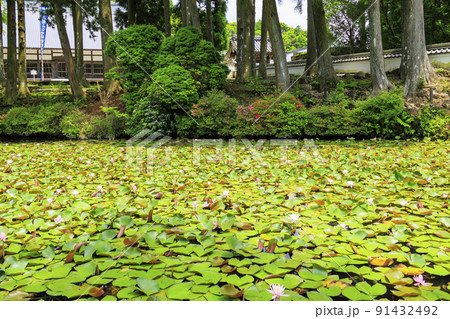 金剛證寺の満開の睡蓮 91432492