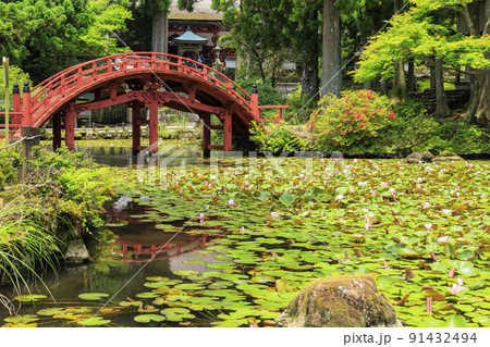 金剛證寺の満開の睡蓮 91432494