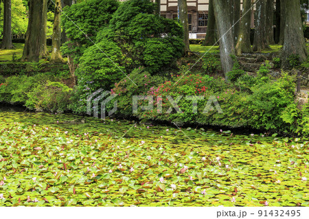 金剛證寺の満開の睡蓮 91432495