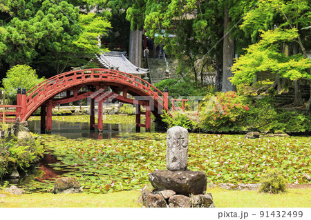 金剛證寺の満開の睡蓮 91432499