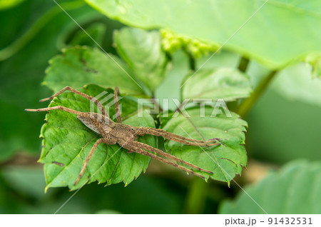 イオウイロハシリグモ 91432531