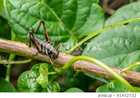 ヒメギス幼虫 91432532