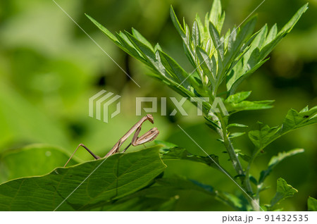 カマキリ幼虫 91432535
