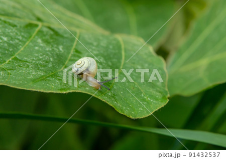 オナジマイマイ(カタツムリ) オナジマイマイ(カタツムリ) 91432537