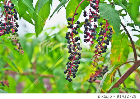 黒いヨウシュヤマゴボウの実(夏、八月) 黒いヨウシュヤマゴボウの実(夏、八月) 91432729